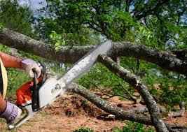 Best Tree Removal  in Palm Springs, CA