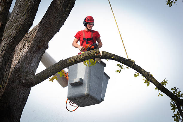  Palm Springs, CA Tree Services Pros